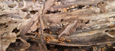 Lasius umbratus — queen photo 83