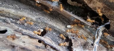 Lasius umbratus — queen photo 84
