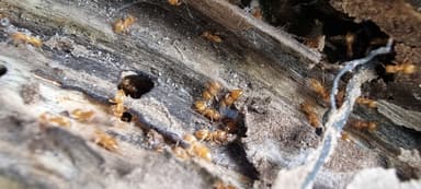 Lasius umbratus — queen photo 85