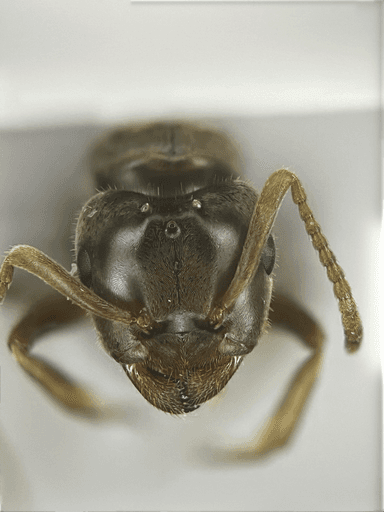 Lasius umbratus photo 88