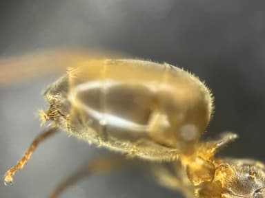 Lasius umbratus photo 91