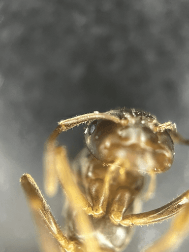 Lasius umbratus photo 94