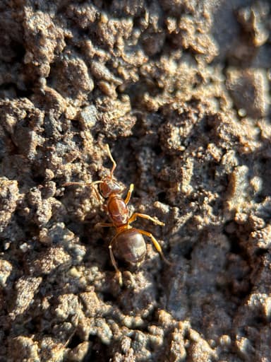 Lasius umbratus photo 95