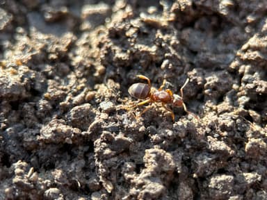 Lasius umbratus photo 96