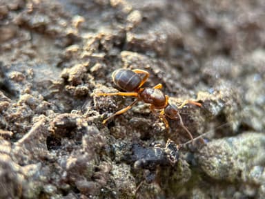 Lasius umbratus photo 97