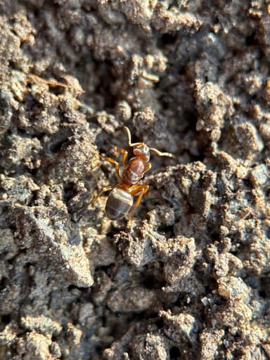 Lasius umbratus photo 98