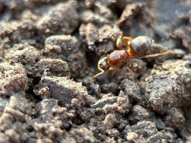 Lasius umbratus photo 99