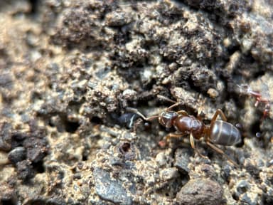 Lasius umbratus photo 100