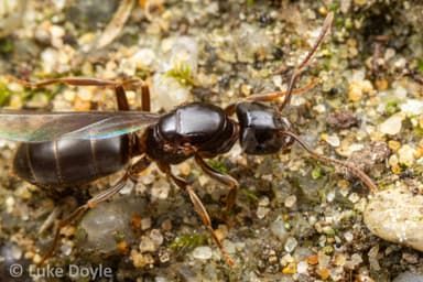 Lasius umbratus photo 102