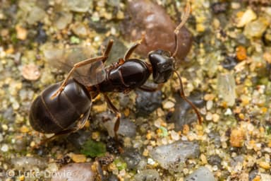 Lasius umbratus photo 103