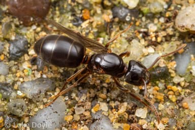 Lasius umbratus photo 104