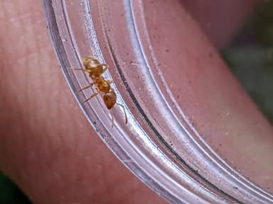 Lasius umbratus photo 105