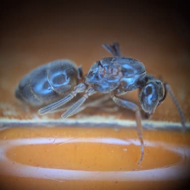 Lasius umbratus photo 106