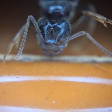 Lasius umbratus photo 107