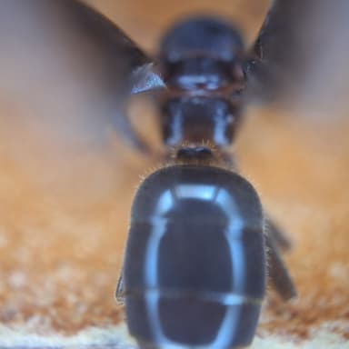 Lasius umbratus photo 109
