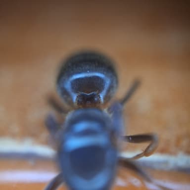 Lasius umbratus photo 110