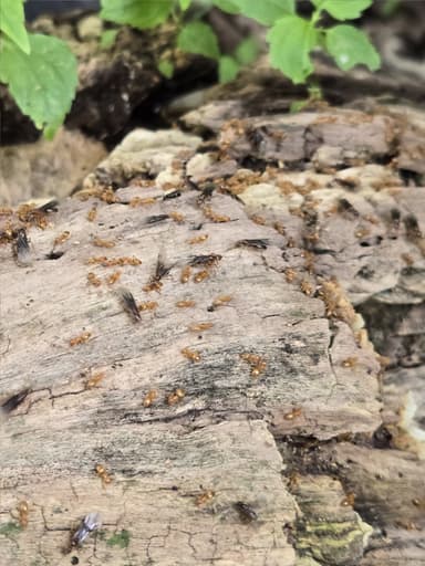 Lasius umbratus photo 113