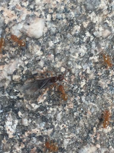 Lasius umbratus — queen photo 116