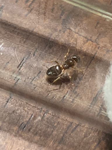 Lasius umbratus — queen photo 119