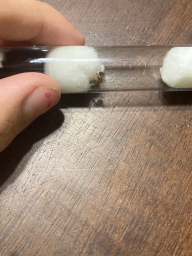 Lasius umbratus — queen photo 120