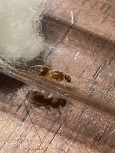 Lasius umbratus — queen photo 121