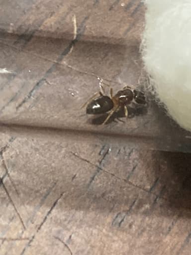 Lasius umbratus — queen photo 122