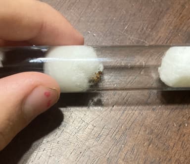 Lasius umbratus — queen photo 123