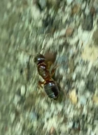 Lasius umbratus — queen photo 124