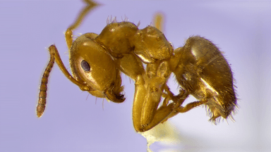 Lasius umbratus photo 125