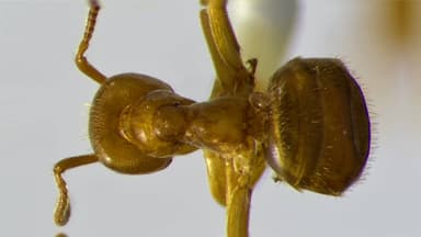 Lasius umbratus photo 126