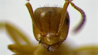 Lasius umbratus photo 127