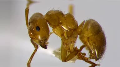 Lasius umbratus photo 128