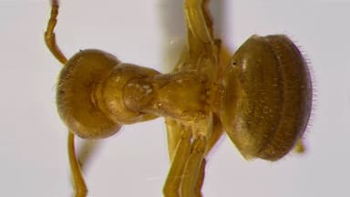 Lasius umbratus photo 129