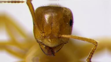 Lasius umbratus photo 130