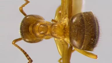 Lasius umbratus photo 132