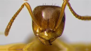 Lasius umbratus photo 133