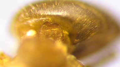 Lasius umbratus photo 134