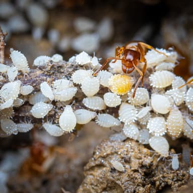 Lasius umbratus photo 136