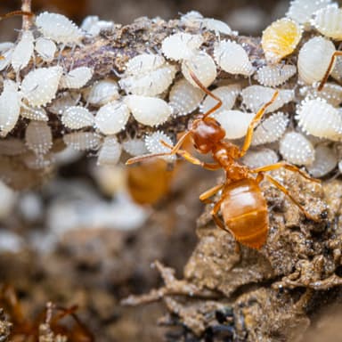 Lasius umbratus photo 138