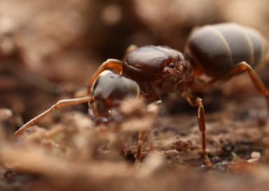 Lasius umbratus photo 139