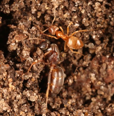 Lasius umbratus photo 140