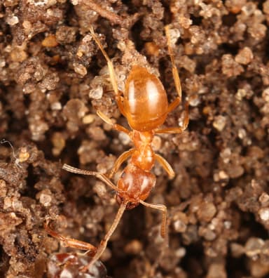 Lasius umbratus photo 141