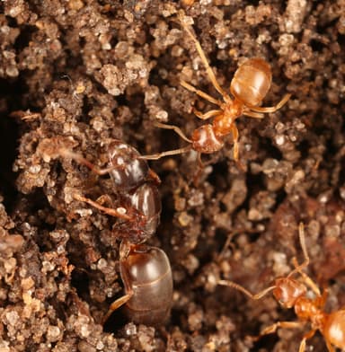Lasius umbratus photo 142