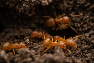 Lasius umbratus photo 143