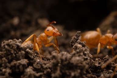 Lasius umbratus photo 144
