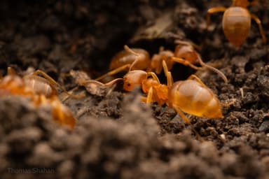 Lasius umbratus photo 145