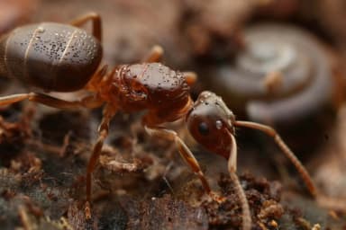 Lasius umbratus photo 146