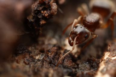 Lasius umbratus photo 147