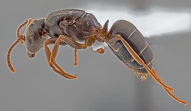 Lasius umbratus — queen photo 148