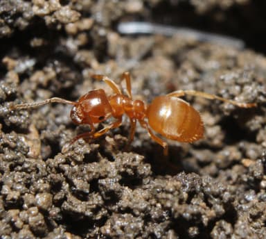 Lasius umbratus photo 149